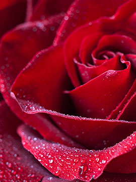 Rose Mary  Roser 